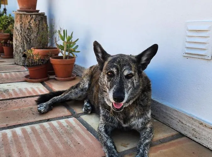 Ferienhaus Quinta Amendoas Carvoeiro (Lagoa)