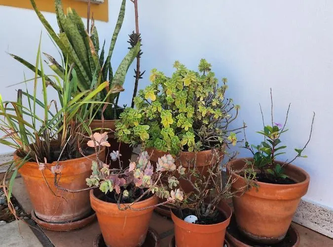 Quinta Amendoas * Carvoeiro (Lagoa)